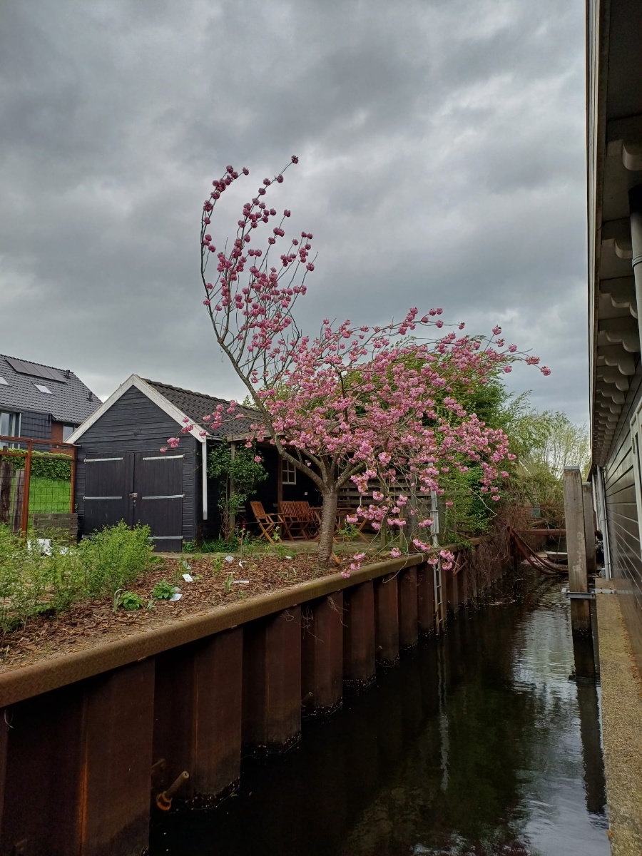 Hasselterhaven 89 8043PN, Zwolle, Overijssel Netherlands, 1 Bedroom Bedrooms, 2 Rooms Rooms,0,Houseboat,For Rent,Hasselterhaven,0,1069