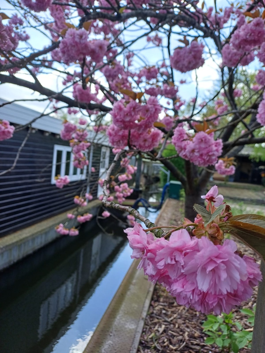 Hasselterhaven 89 8043PN, Zwolle, Overijssel Netherlands, 1 Bedroom Bedrooms, 2 Rooms Rooms,0,Houseboat,For Rent,Hasselterhaven,0,1069